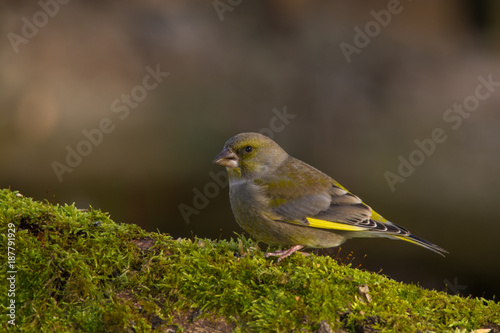 Wildlife photo - European Greenfinch stands on old wood with green moss in forest, Slovakia, Europe 