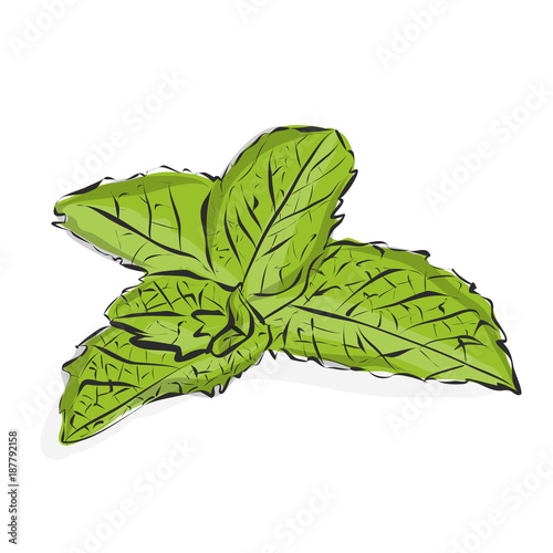 Fresh mint close up