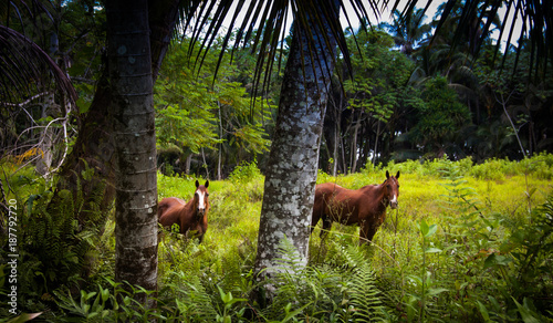 Jungle Horse Pasture