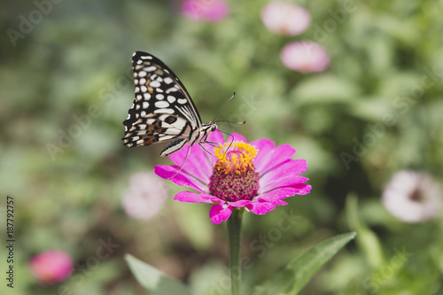 butterfly landing on flower © Grace