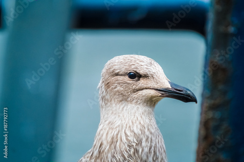 Juveline herring gull, Portree (Port Rìgh]), the a charming fishing harbor and the largest settlement on the Isle of Skye in the Inner Hebrides of Scotland. photo