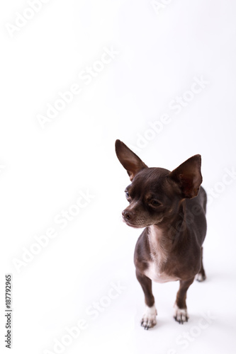 Chihuahua © Sandy Maiwald
