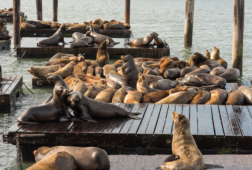 lions de mer port de San Francisco