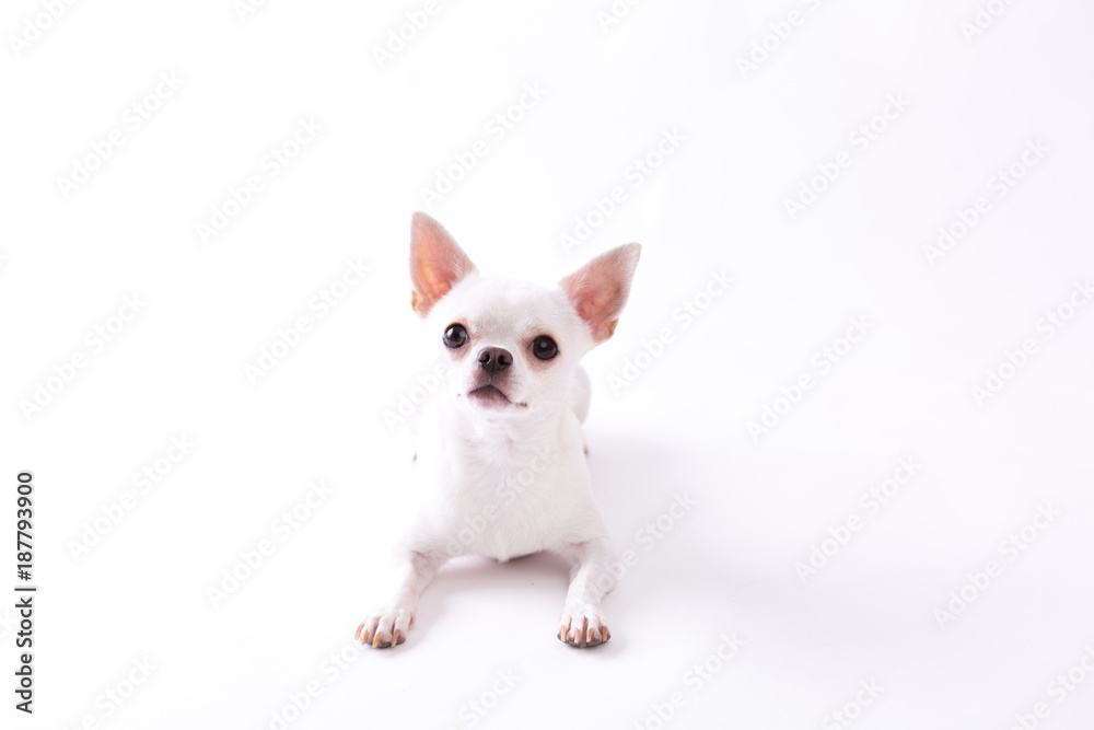 Naklejka premium Chihuahua