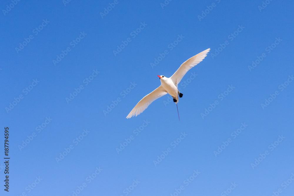 Red-billed tropic bird Red-billed tropic bird