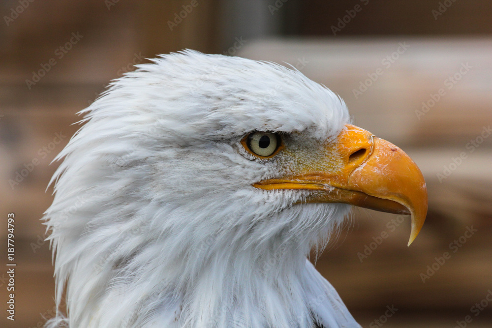 Fototapeta premium American Eagle