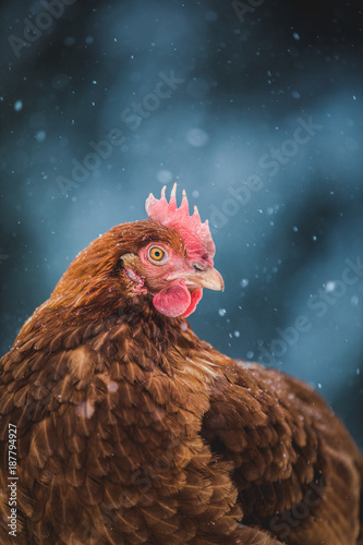 Domestic Rustic Eggs Chicken Portrait during Winter Storm.
