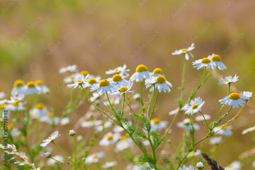 chamomile flowers on a meadow