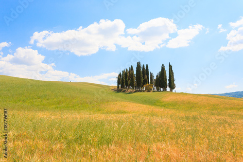 Val d'Orcia cypresses view