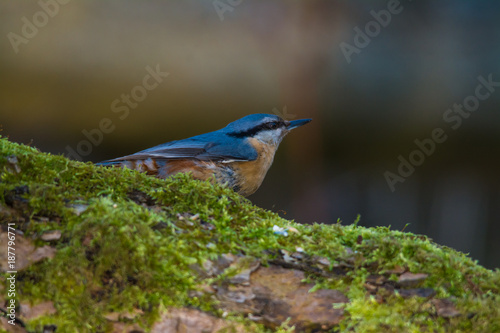 Wildlife photo - Eurasian Nuthatch in natural environment, Slovakia forest, Europe