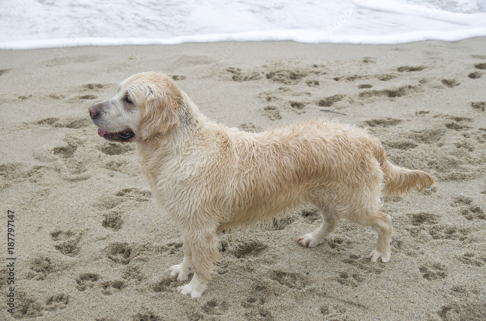 Wet golden retriever on the seashore