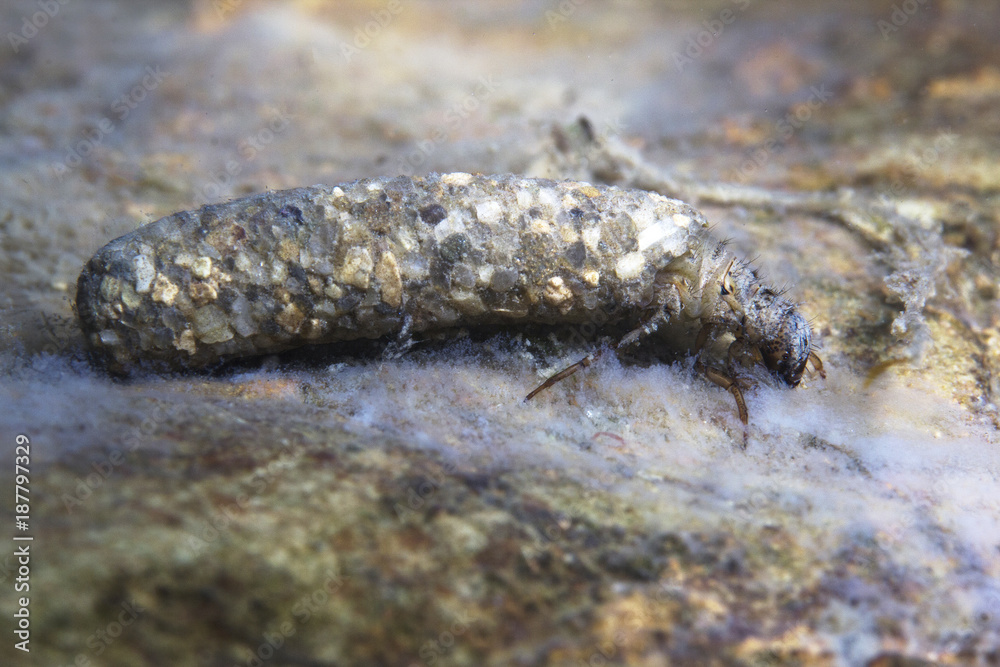 Caddisflie larvae under the water in the built home. Trichoptera