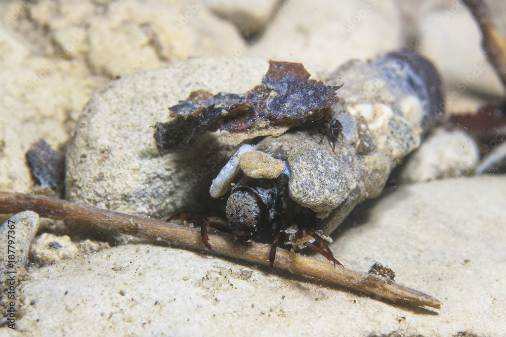 Caddisflie larvae under the water in the built home. Trichoptera