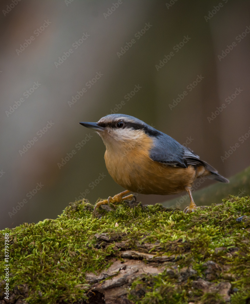 Fototapeta premium Wildlife photo - Eurasian Nuthatch in natural environment, Slovakia forest, Europe