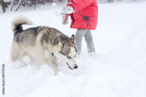 Fotografie The Husky dog has a funny insidious muzzle  in the winter.