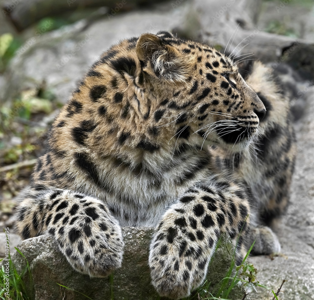 Obraz premium Amur leopard. Latin name - Panthera pardus orientalis