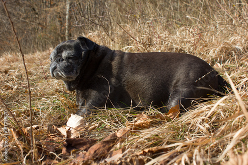 pug mops named adelheid doing winter sun relaxing on a field photo