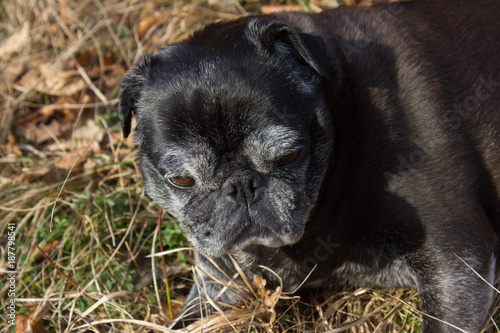 pug mops named adelheid doing winter sun relaxing on a field photo