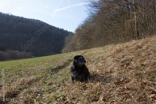 pug mops named adelheid doing winter sun relaxing on a field photo