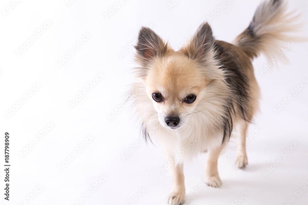 Chihuahua Chihuahua