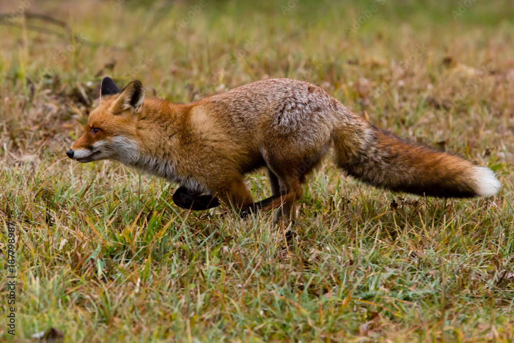 Fototapeta premium rennender Rotfuchs