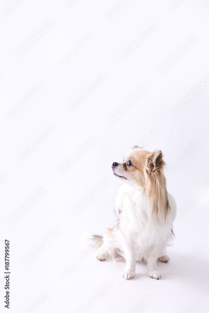 Chihuahua Chihuahua
