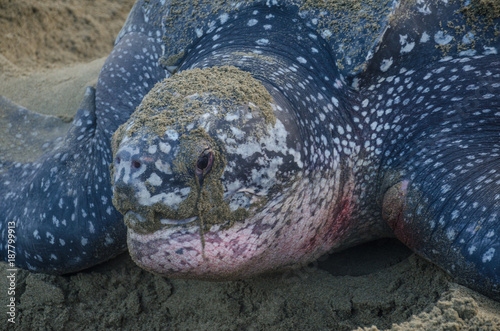 Dermochelys coriacea, tortuga Baula, Armila, Kunayala, Panamá photo