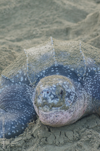 Dermochelys coriacea, tortuga Baula, Armila, Kunayala, Panamá photo