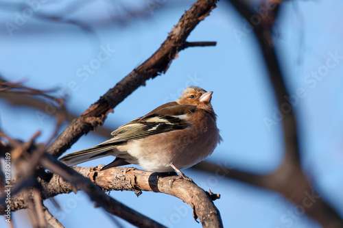 Common chaffinch male sitting on branch in winter. Cute common bright songbird. Bird in wildlife.