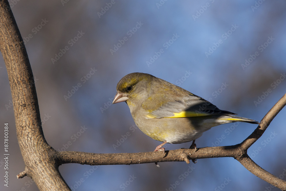 Obraz premium European greenfinch male sitting on branch of tree. Cute colorful songbird with strong bill. Bird in wildlife.