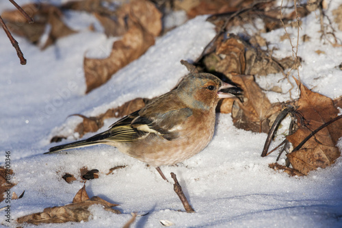 Common chaffinch male on snow in winter. Cute common bright songbird. Bird in wildlife. photo