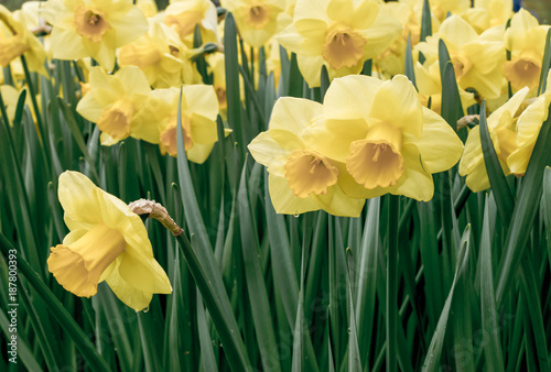 Fototapeta Naklejka Na Ścianę i Meble -  Spring, Easter and garden concept. Close-up of blooming daffodils in garden.