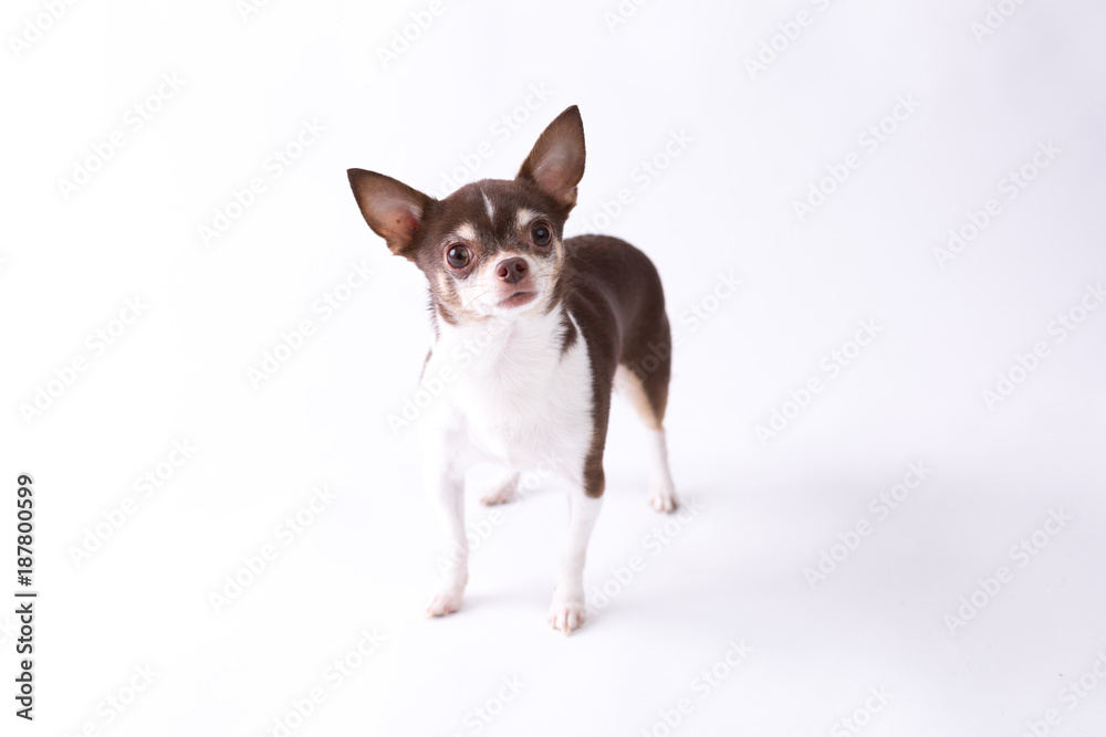 Chihuahua Chihuahua