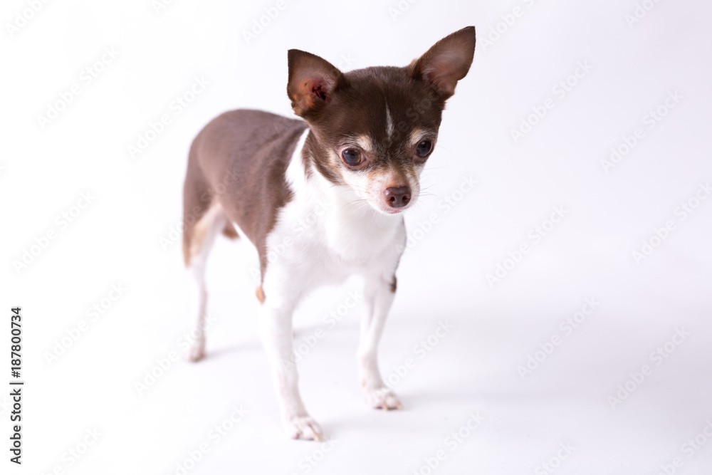 Chihuahua