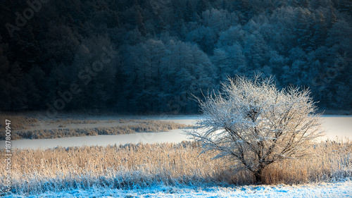 Zimowe Oszronione Drzewo 