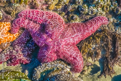 Sea stars and anemones  MacKenzie Beach  Tofino  Vancouver Island  British Columbia  Canada.