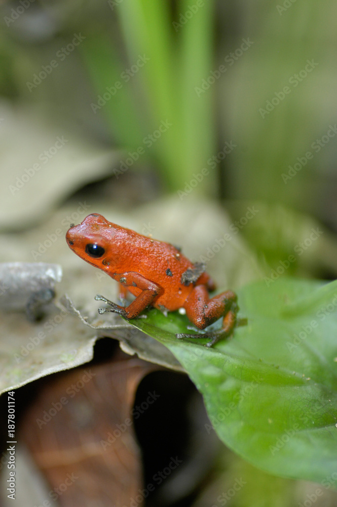 Fototapeta premium Rana, Bocas del toro, Panamá