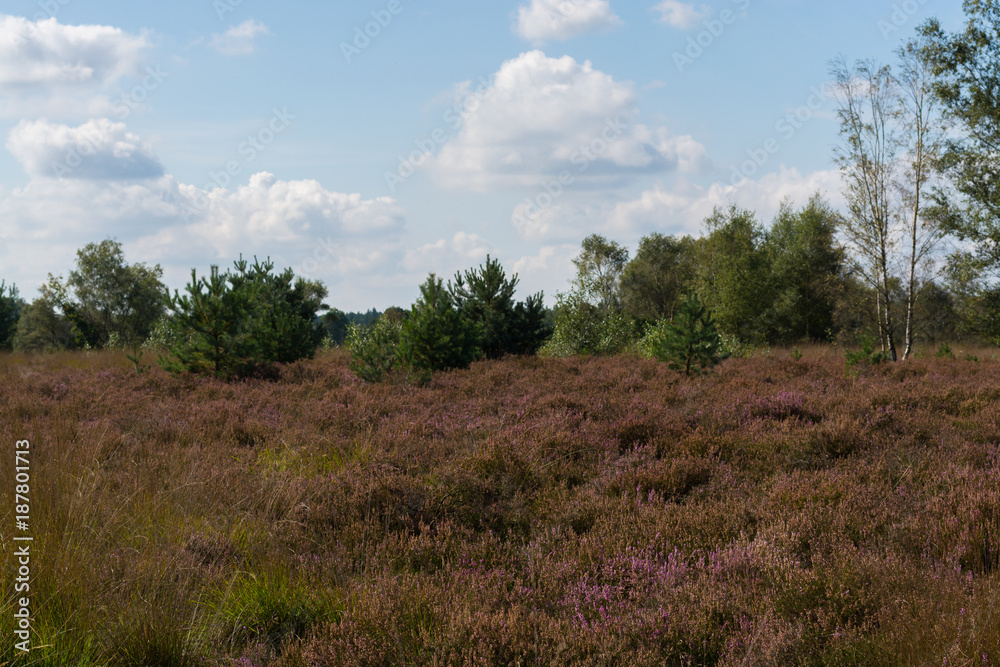 Heather moorland in Kempen forests, North Brabant, the Netherlands