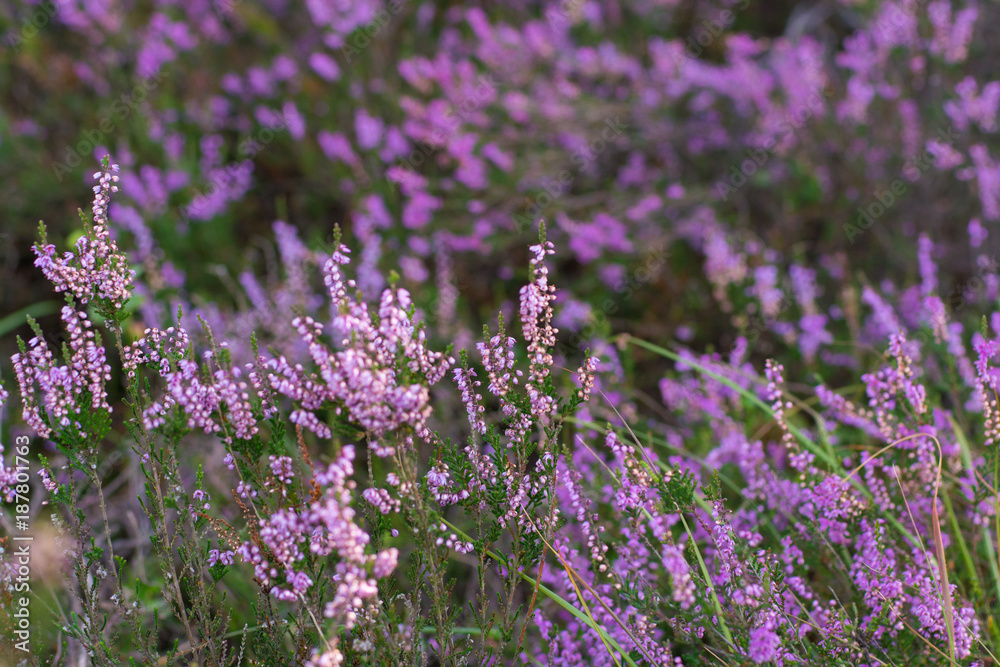 Fototapeta premium Close up heather moorland in Kempen forests, North Brabant, the Netherlands