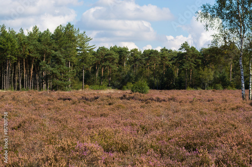 Heather moorland in Kempen forests  North Brabant  the Netherlands