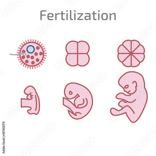 Stages of the development of fertilization.