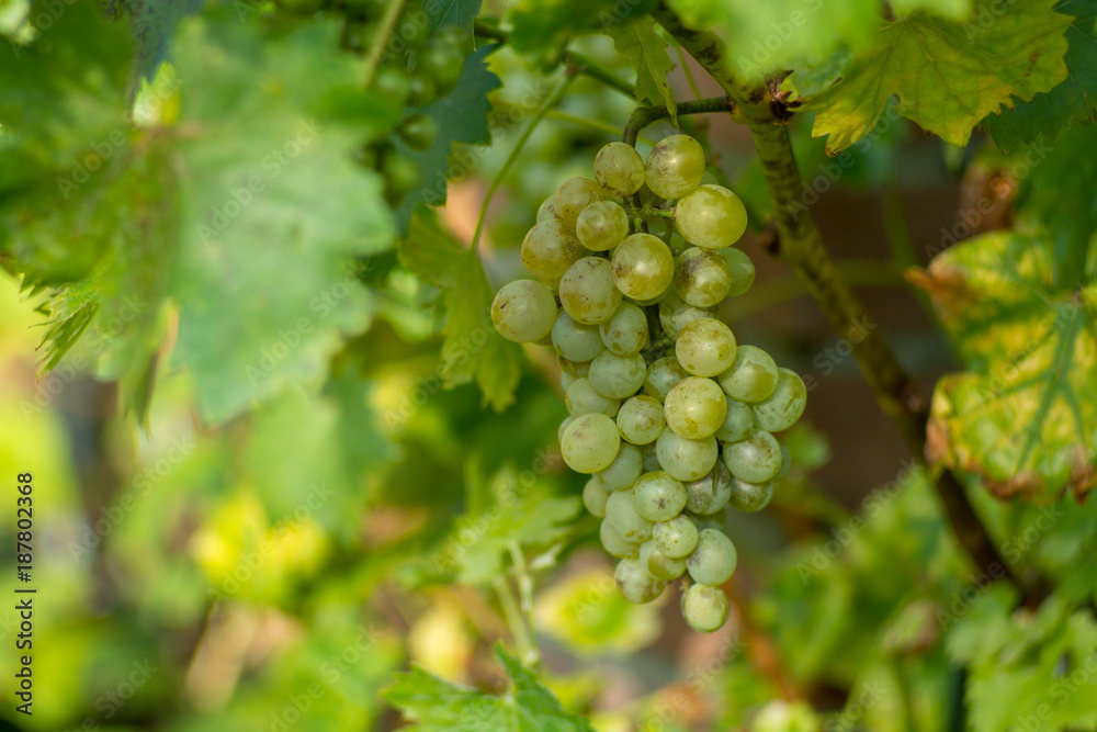 White wine grape in the vineyard