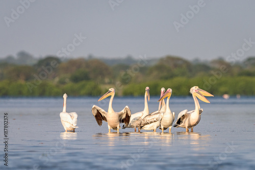 Pelicanos nas salinas do Mussulo (saco dos flamingos) próximo da cidade de Luanda, Angola photo