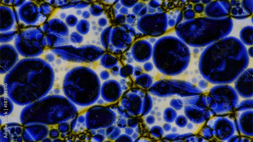 Kaleidoscope of Colors . Abstract Patterns.Microscopic View Kaleidoscope of Colors . Abstract Patterns.Microscopic View