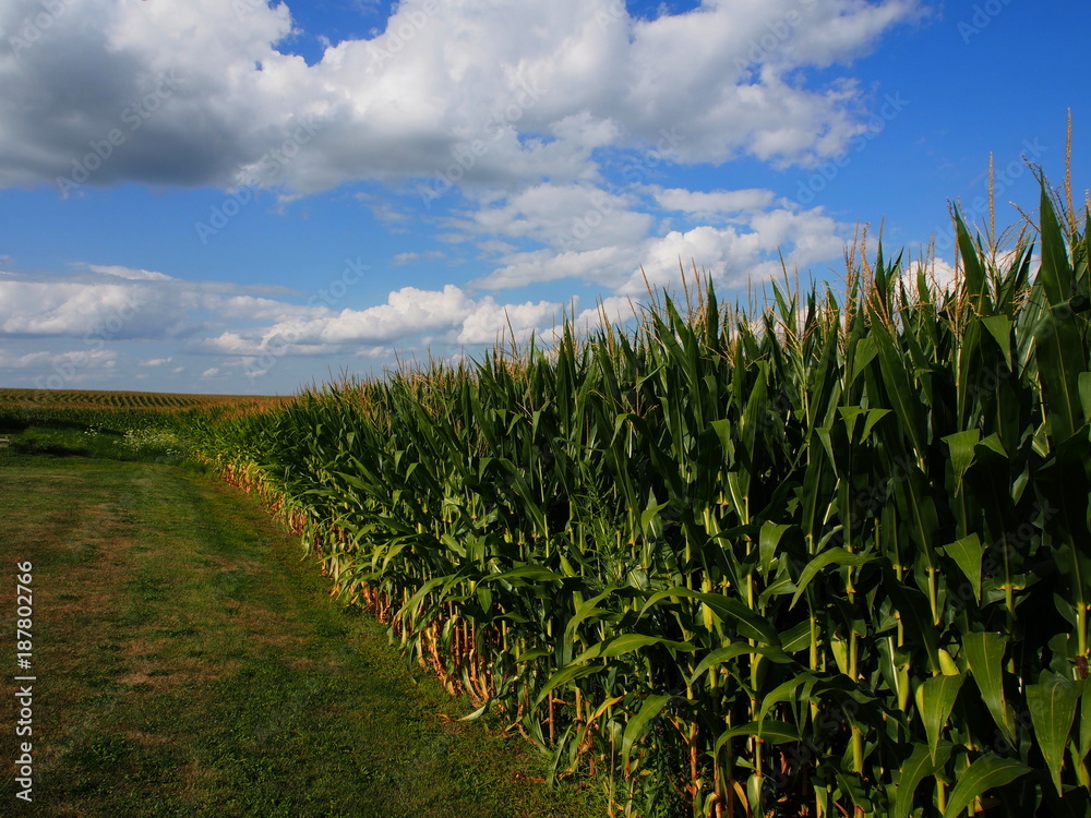 Iowa Cornfields in Summer with Big Sky