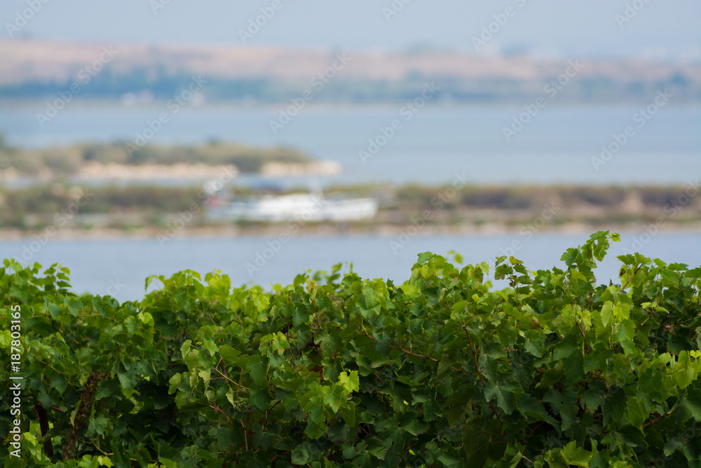 Fototapeta premium Vineyard in Domaine de Maguelone near Montpellier, South France, red wine grape