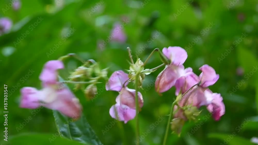 Impatiens glandulifera flower. Panorama with steadicam Impatiens glandulifera flower. Panorama with steadicam