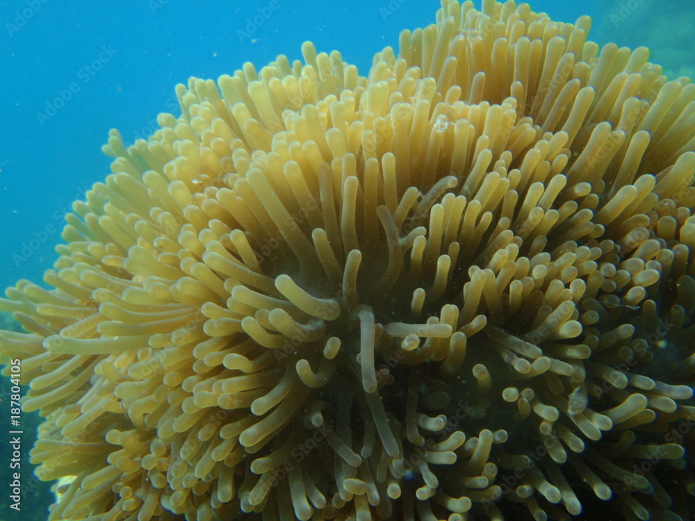 Sea Corals Sea Corals