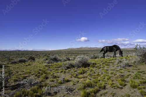 Horses grazing, Argentina