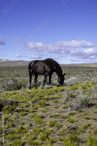 Horses grazing, Argentina